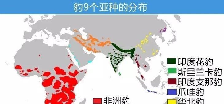豹子怎么处理洛克王国的怪兽？有哪些方法可以驯服豹子？